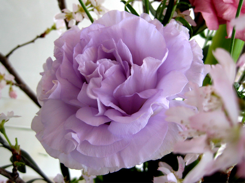 Flowerブログ 花のフリー写真素材 トルコキキョウ キングオブオーキッド ピッコローサ