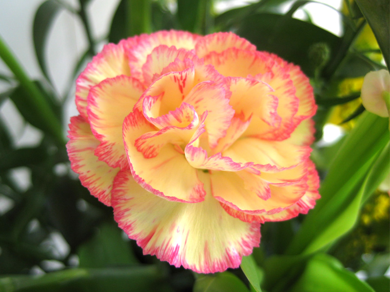 Flowerブログ 花のフリー写真素材 複色カーネーション