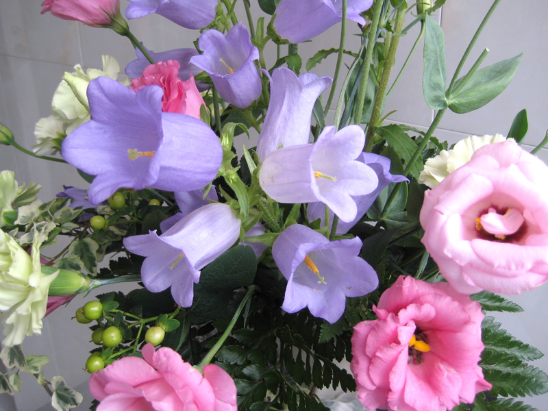 Flowerブログ 花のフリー写真素材