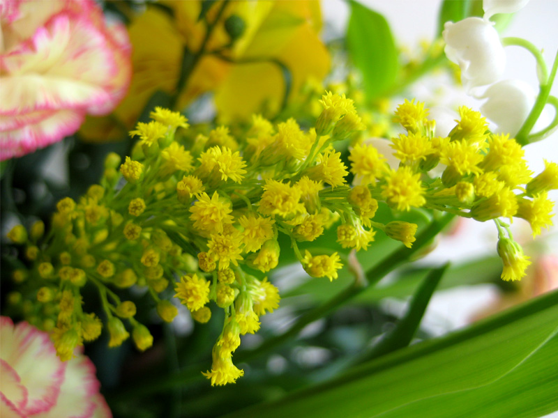 Flowerブログ 花のフリー写真素材 黄色いソリダコ