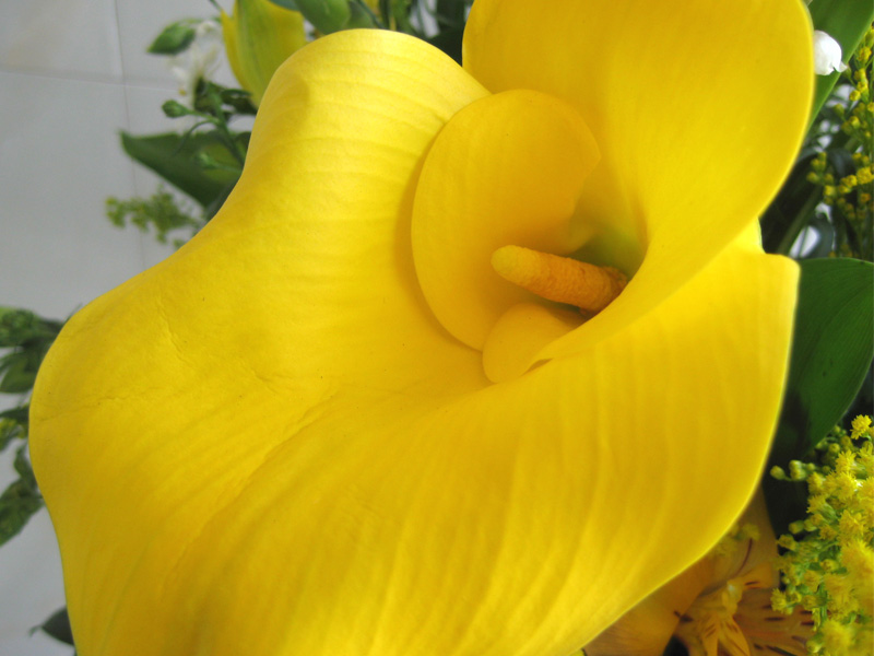 Flowerブログ 花のフリー写真素材 黄色のカラー Calla