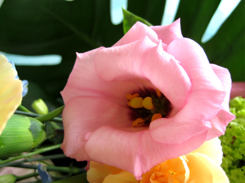 Flowerブログ 花のフリー写真素材 ピンクのトルコキキョウ