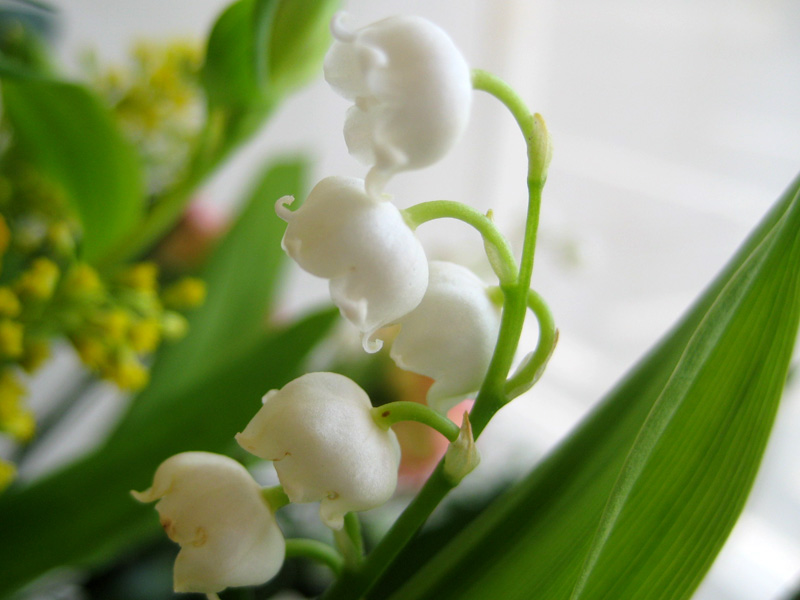 Flowerブログ 花のフリー写真素材 スズラン