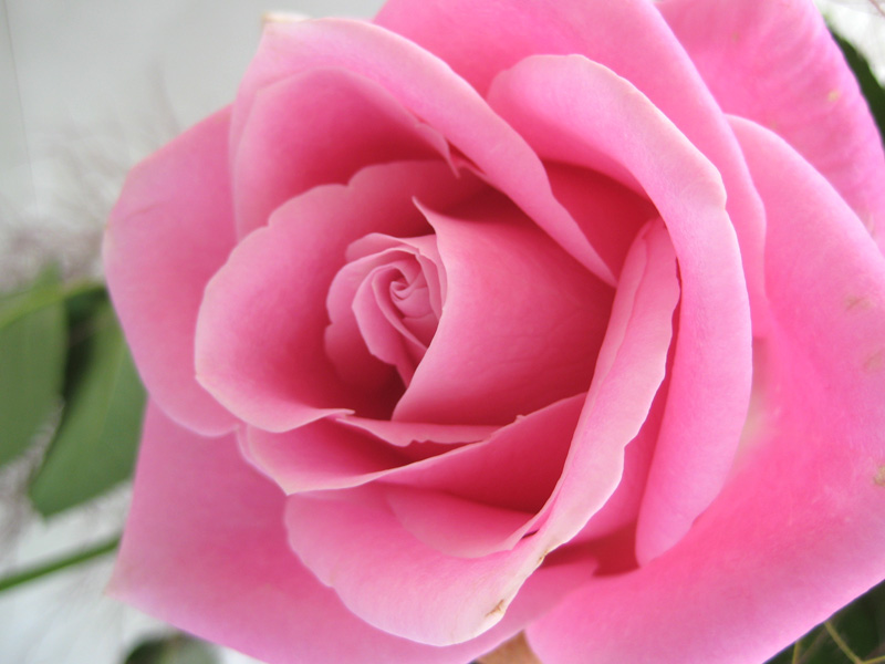 Flowerブログ 花のフリー写真素材 ピンクの薔薇