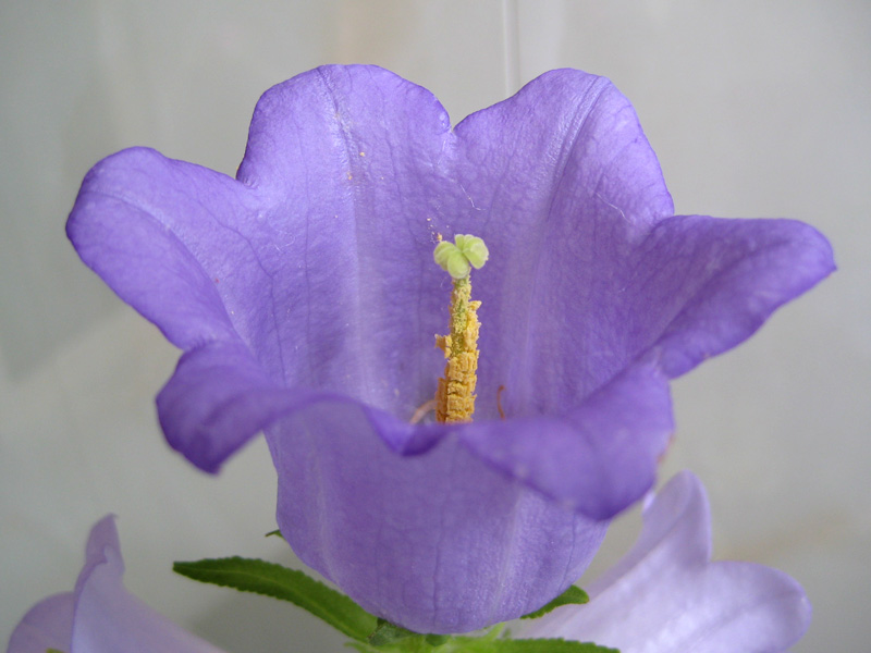 Flowerブログ 花のフリー写真素材 カンパニュラ