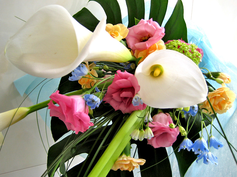 Flowerブログ 花のフリー写真素材 白の カラー Calla