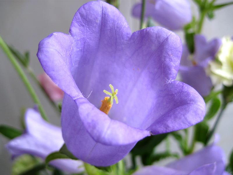 Flowerブログ 花のフリー写真素材 カンパニュラ