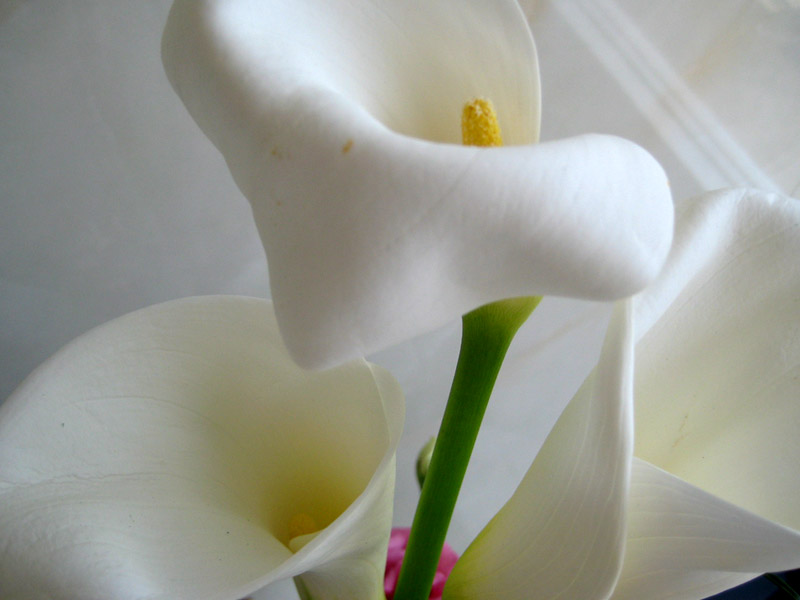 Flowerブログ 花のフリー写真素材 カラー Calla