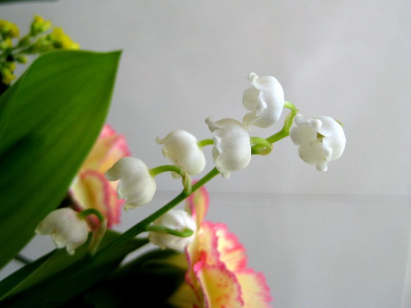 Flowerブログ 花のフリー写真素材 スズラン